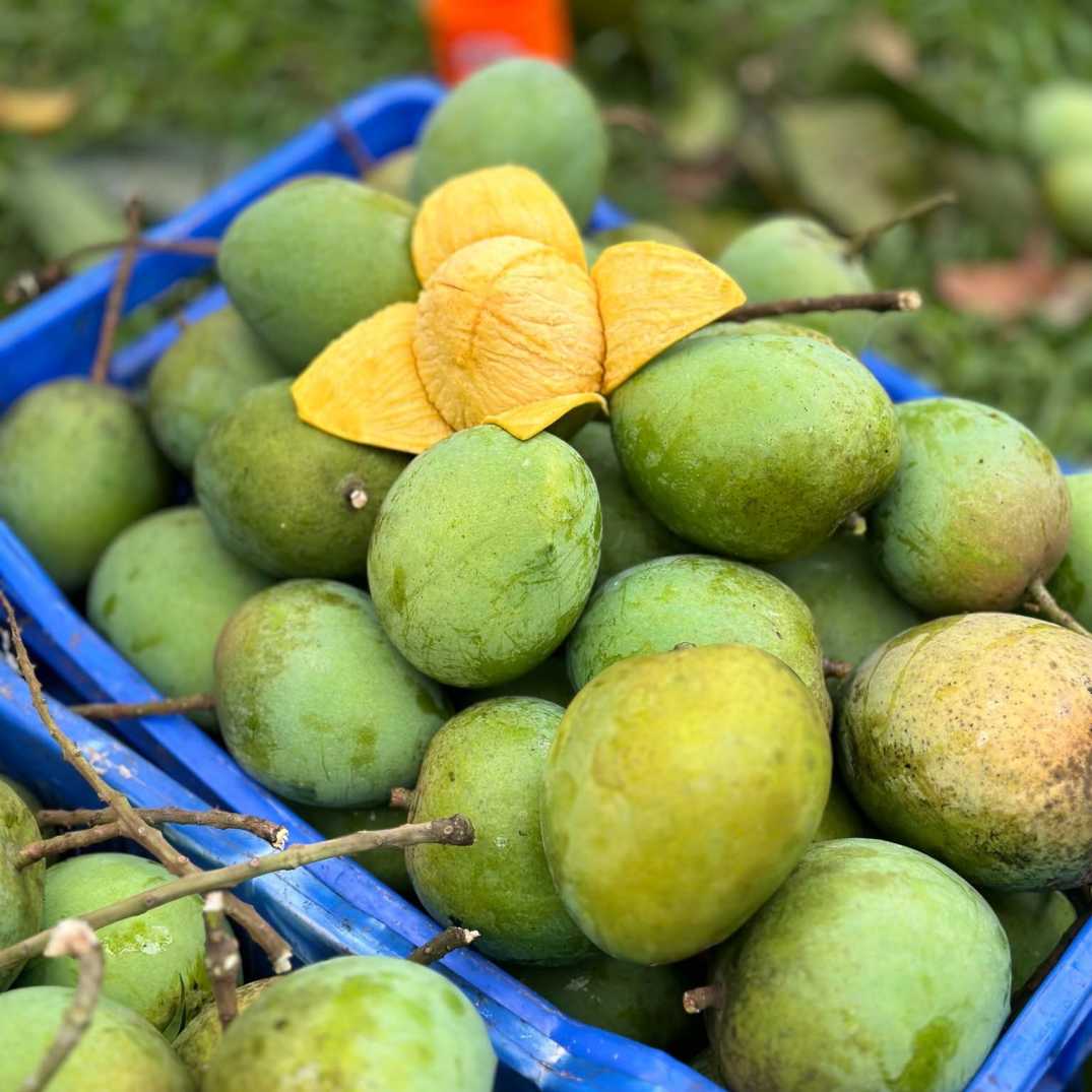 Mango Garden 1