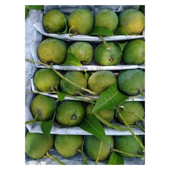 Mango Garden 3