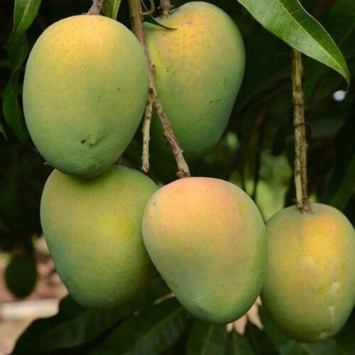 Premium Harivangga Mango