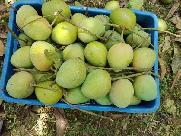 Mango Garden 2
